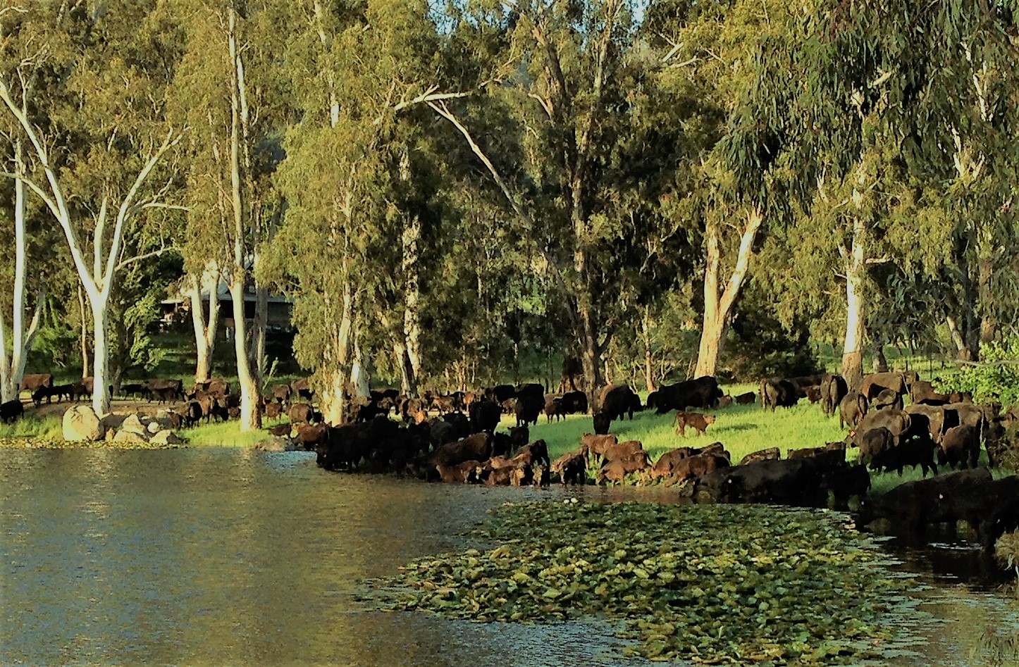 cattle by dam