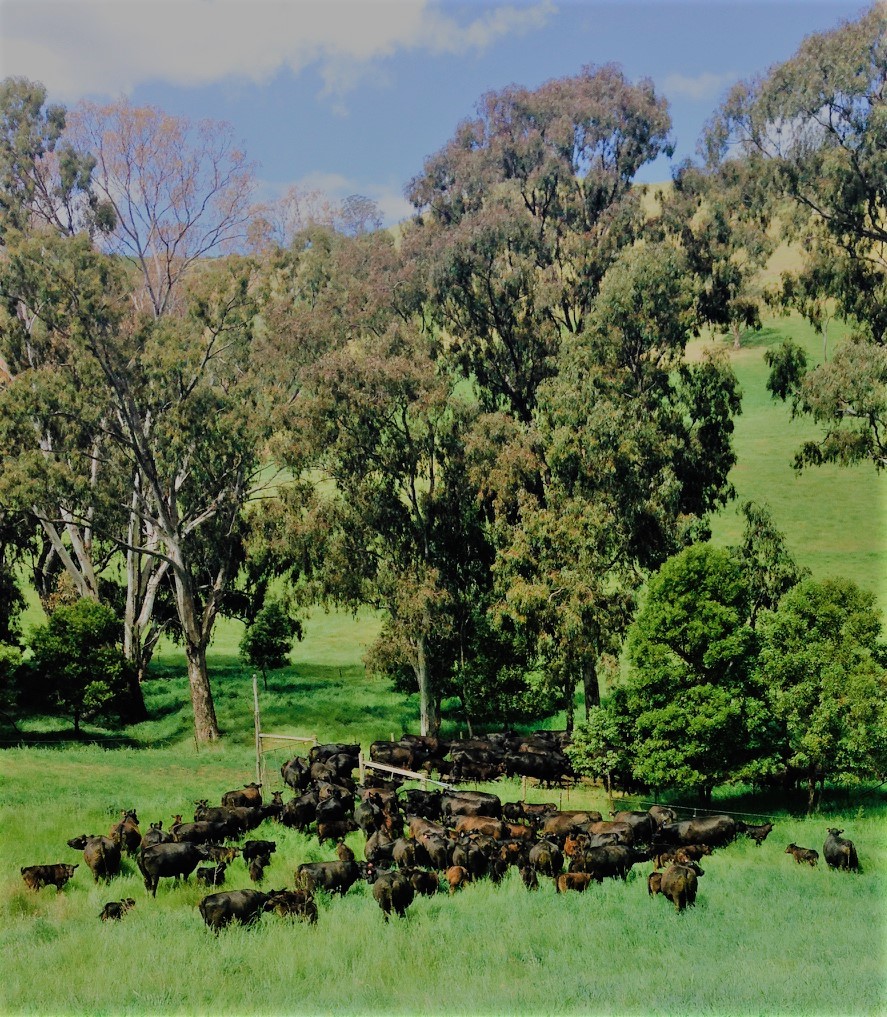 cattle looking down 2
