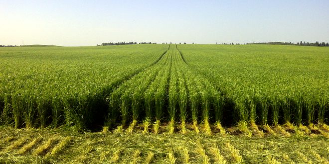 crops
